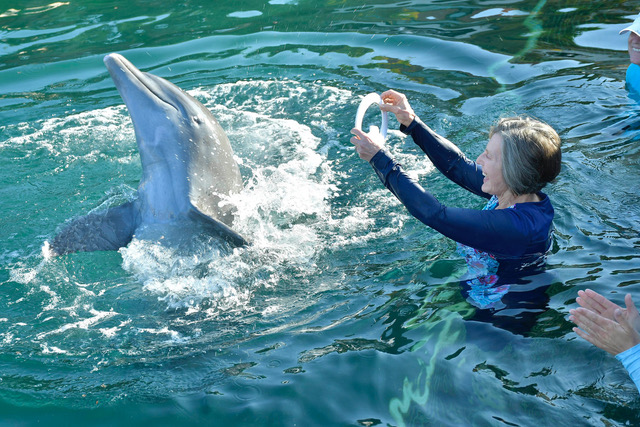 Guest playing a game with dolphin